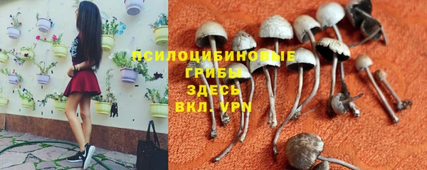 сатива Алзамай